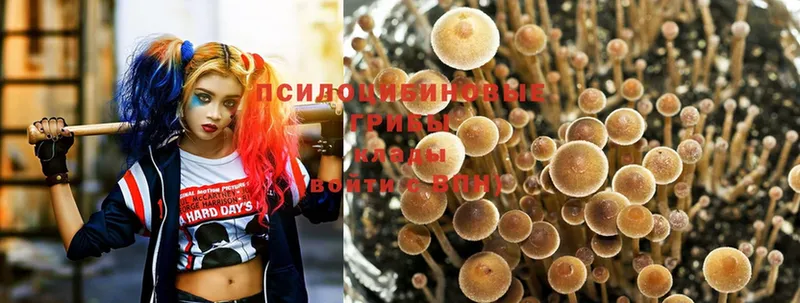 Галлюциногенные грибы Psilocybe  Белёв 